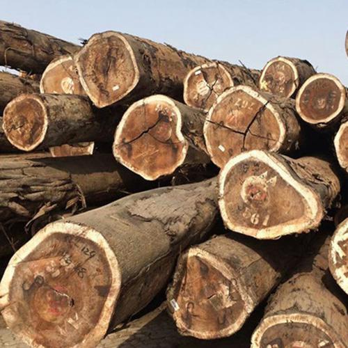 满洲里进口原木 供应刚果防腐原木耐腐蚀奔极木材 木质家装建材原木